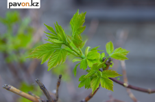 В Павлодаре готовятся приступить к формовочной обрезке деревьев