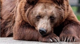 В защиту покалечившего женщину томского медведя собрали три тысячи подписей