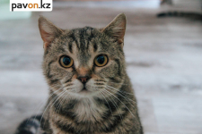 Новый дом ищут для котов и кошек, спасенных с павлодарских улиц