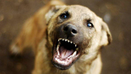 Павлодарка отсудила 80 тысяч тенге за то, что собака укусила ее ребенка
