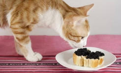 Ученые выяснили причину привередливости кошек в еде