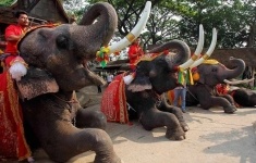 Слон затоптал туриста в Таиланде