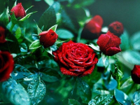 Ко Дню знаний в Экибастузе вырастили миллион алых роз