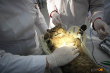 В Прииртышье будущие ветеринары получили возможность проводить хирургические операции любой сложности