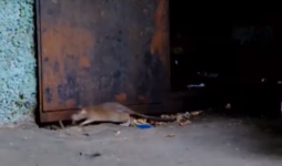 Крысы атаковали павлодарскую многоэтажку