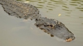 Женщина совершила суицид в пруду с крокодилами в Таиланде