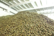 500 тонн картофеля Павлодару хватит до мая