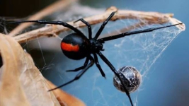 В Австралии ядовитый паук укусил мужчину за пенис в туалете