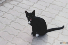 Павлодарец гонял кошек во дворе и угодил камнем в соседку