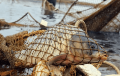 Пятерых жителей Павлодарской области осудили за незаконную рыбалку на озере Карасор
