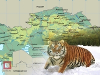 В Казахстане приступили к работе по возрождению популяции туранского тигра
