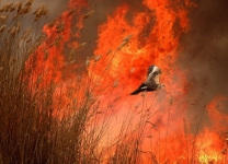 В Прииртышье расследуются факты гибели в огне диких животных и птиц