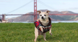 Собака на сутки стала мэром Сан-Франциско