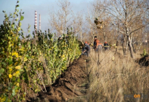 Две тысячи деревьев в качестве компенсации Павлодару высадят предприятия