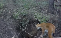 Уникальные кадры: визит рыси к барсукам попал в фотоловушку в Павлодарской области