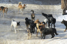 В селе Павлодарское бродячие собаки не дают жителям покоя