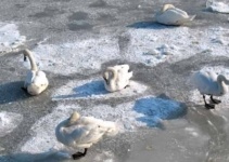В Петропавловске стая лебедей вмерзла в лед на озере