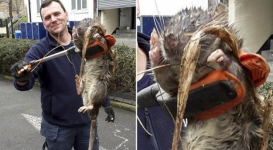 Раскрыта тайна 12-килограммовой крысы-мутанта из Лондона