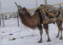 В Мангистауской области верблюда научили пить алкоголь (фото)