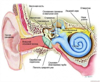 Слух, ухо...