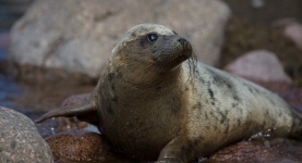 Более 300 тюленей погибли на Каспии из-за длительных штормов