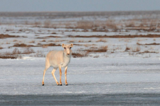 Охотоведы Павлодарской области хотят, чтобы продлился мораторий на отстрел сайгаков