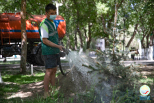 Какие фирмы в этом году должны поливать деревья в Павлодаре, сообщили в отделе ЖКХ