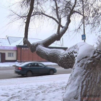 Заниматься санитарной обрезкой деревьев в Павлодаре с этого года будет один подрядчик