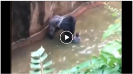 В США убили гориллу, чтобы спасти ребенка