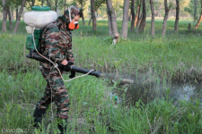 В Павлодарской области начали травить комаров