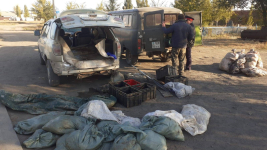 Больше тонны карасей наловили трое жителей Павлодарской области