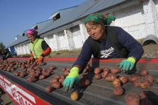 Павлодарскую картошку будут продавать в торговой сети Magnum Cash &amp; Carry