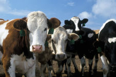 В Павлодарской области 1,1% скота заражено бруцеллезом