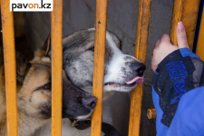 Шанс на любовь: волонтеры ищут новый дом для собак, спасенных от смерти
