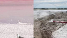 Комиссия и эксперты проверят состояние розового озера под Павлодаром