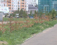 В Павлодаре около 40 молодых сосен погибли, спустя три месяца после пересадки