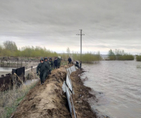 В пригороде Павлодара укрепляют насыпи, чтобы защитить Кенжеколь от паводка