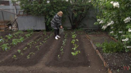 Огороды сохнут: нет поливочной воды у жителей частного сектора в Павлодаре