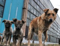 Хозяйку трех безнадзорных собак оштрафовали в Успенском районе