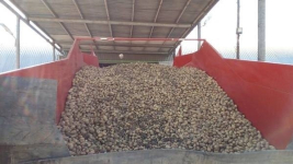 В Качирском районе собрали рекордный урожай картошки