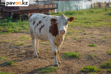 Подняла на рога и отбросила: в Калкамане четырехлетняя девочка получила травмы из-за свободно бродившей по селу коровы