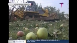 Алматинцы выступили против вырубки яблоневых садов