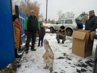 Спасенный в Иртышском районе пеликан едет в Павлодар