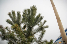 Более тысячи деревьев высадили на прошедшем субботнике в Павлодаре