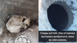 Провалившуюся в колодец собаку спустя трое суток спасли в Павлодаре