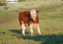 В Павлодарской области примирились скотник, укравший теленка, и глава крестьянского хозяйства