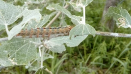 Нашествием гусениц обеспокоены жители Павлодарской области