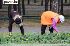 До конца недели в Павлодаре завершат высадку цветов