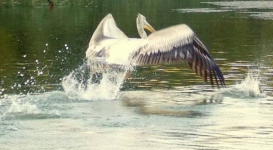Дело об издевательстве над краснокнижным пеликаном завершилось штрафом в Павлодаре