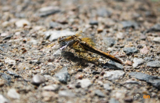 Павлодарские ученые ответили на предложения выращивать стрекоз для уничтожения комаров и мошек